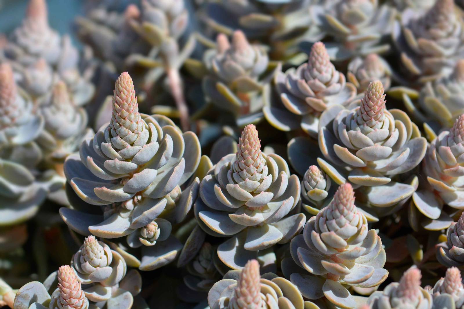 Durante il periodo di fioritura orostachys produce uno stelo fiorale nel mezzo della rosetta di foglie (vedi foto). Durante il periodo di fioritura orostachys produce uno stelo fiorale nel mezzo della rosetta di foglie (vedi foto).