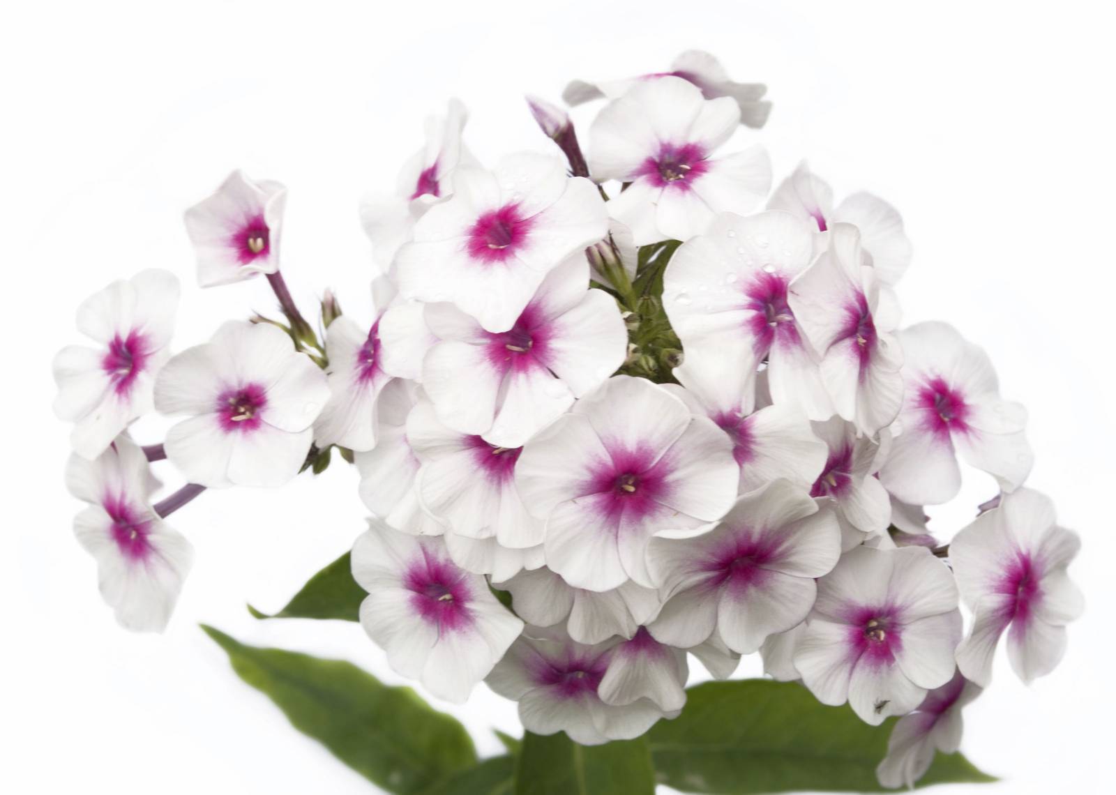 Il phlox ha colori variabili: dal bianco, al rosa e al violetto, fino al bicromatismo. Il phlox ha colori variabili: dal bianco, al rosa e al violetto, fino al bicromatismo.
