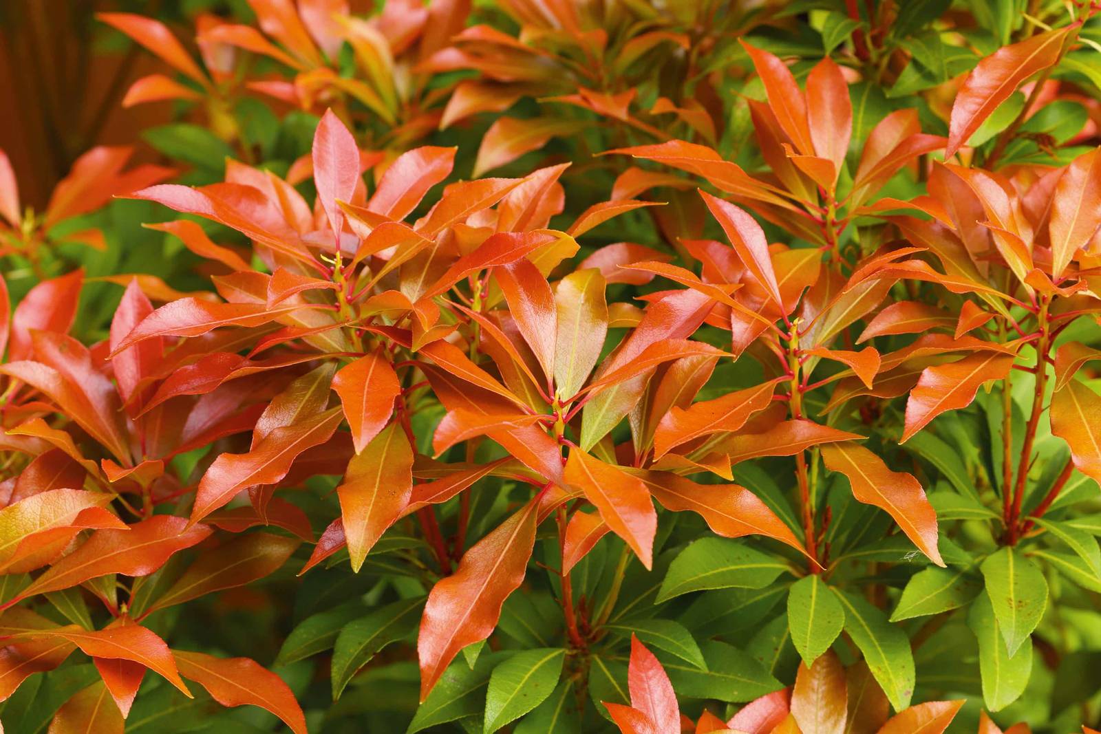 Il pieris si può coltivare anche in vaso, oltre che in piena terra. Il pieris si può coltivare anche in vaso, oltre che in piena terra.