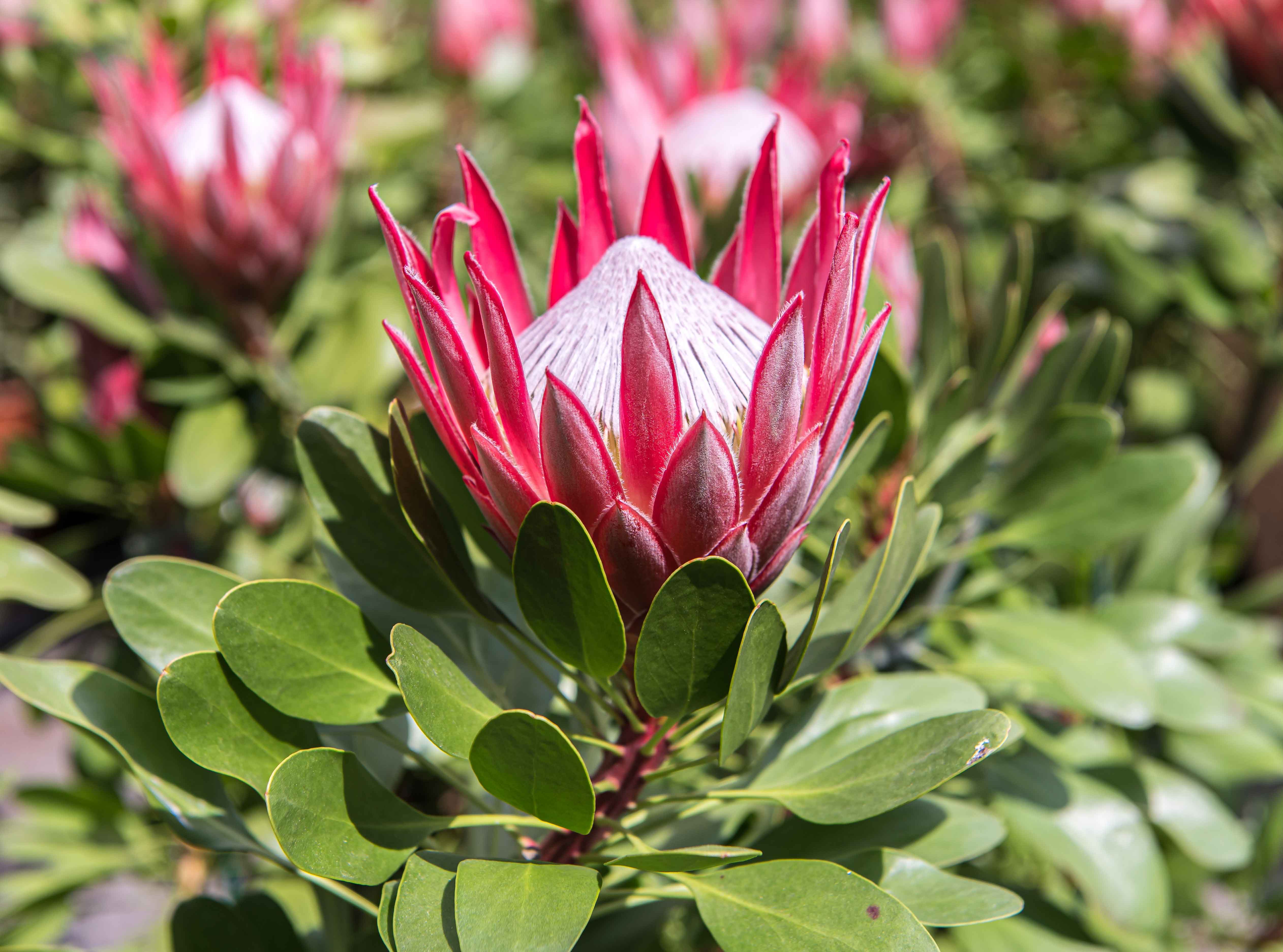 Un maestoso fiore di protea in piena fioritura. Un maestoso fiore di protea in piena fioritura.