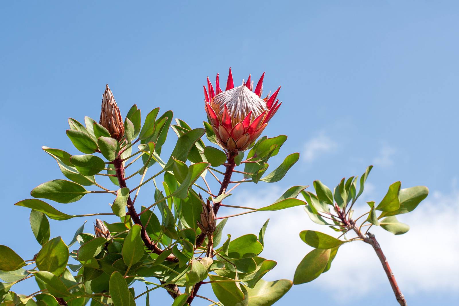 La protea fiorisce nel periodo estivo. La protea fiorisce nel periodo estivo.