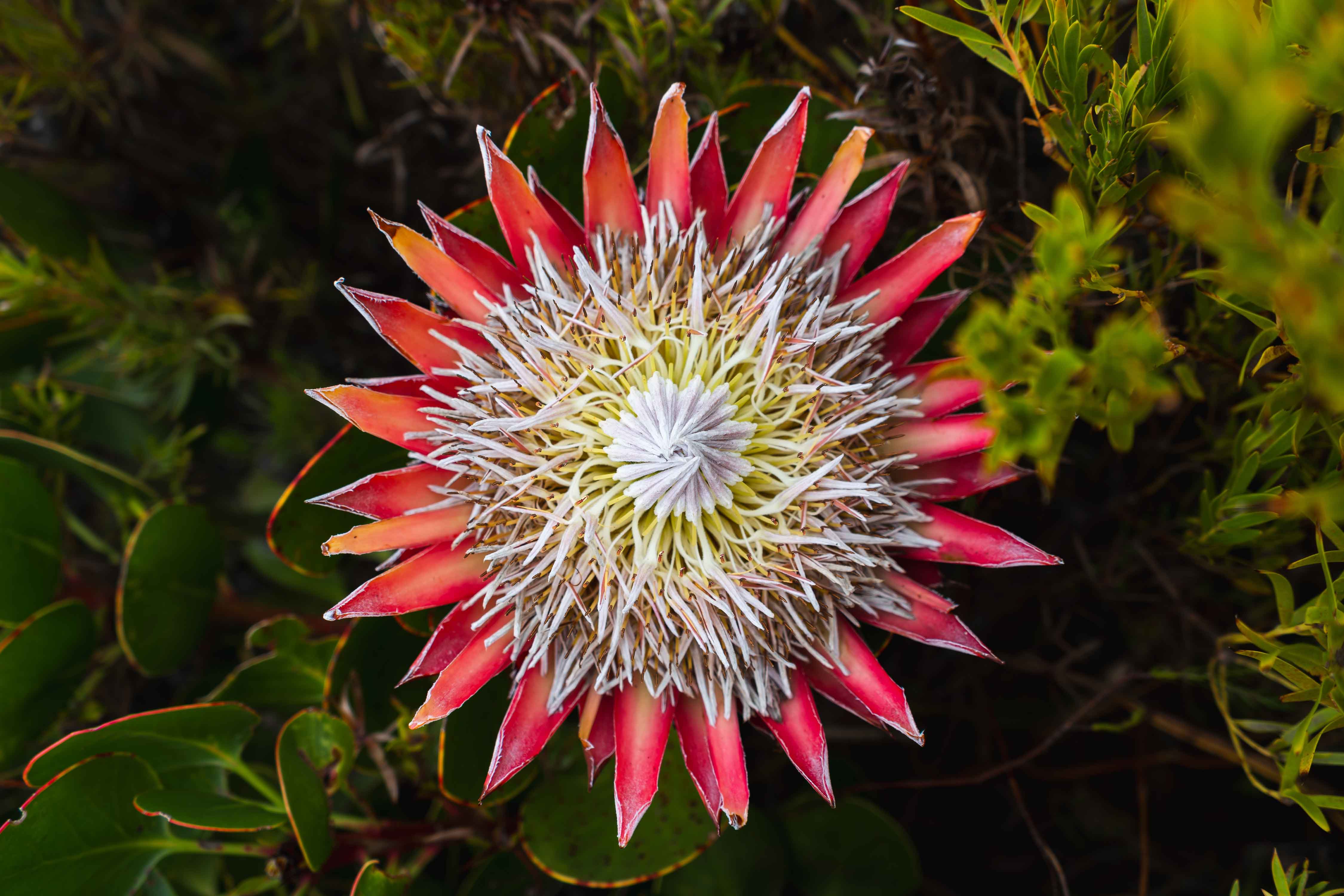 In foto sono ben visibili le brattee colorate e la vera infiorescenza biancastra della protea. In foto sono ben visibili le brattee colorate e la vera infiorescenza biancastra della protea.