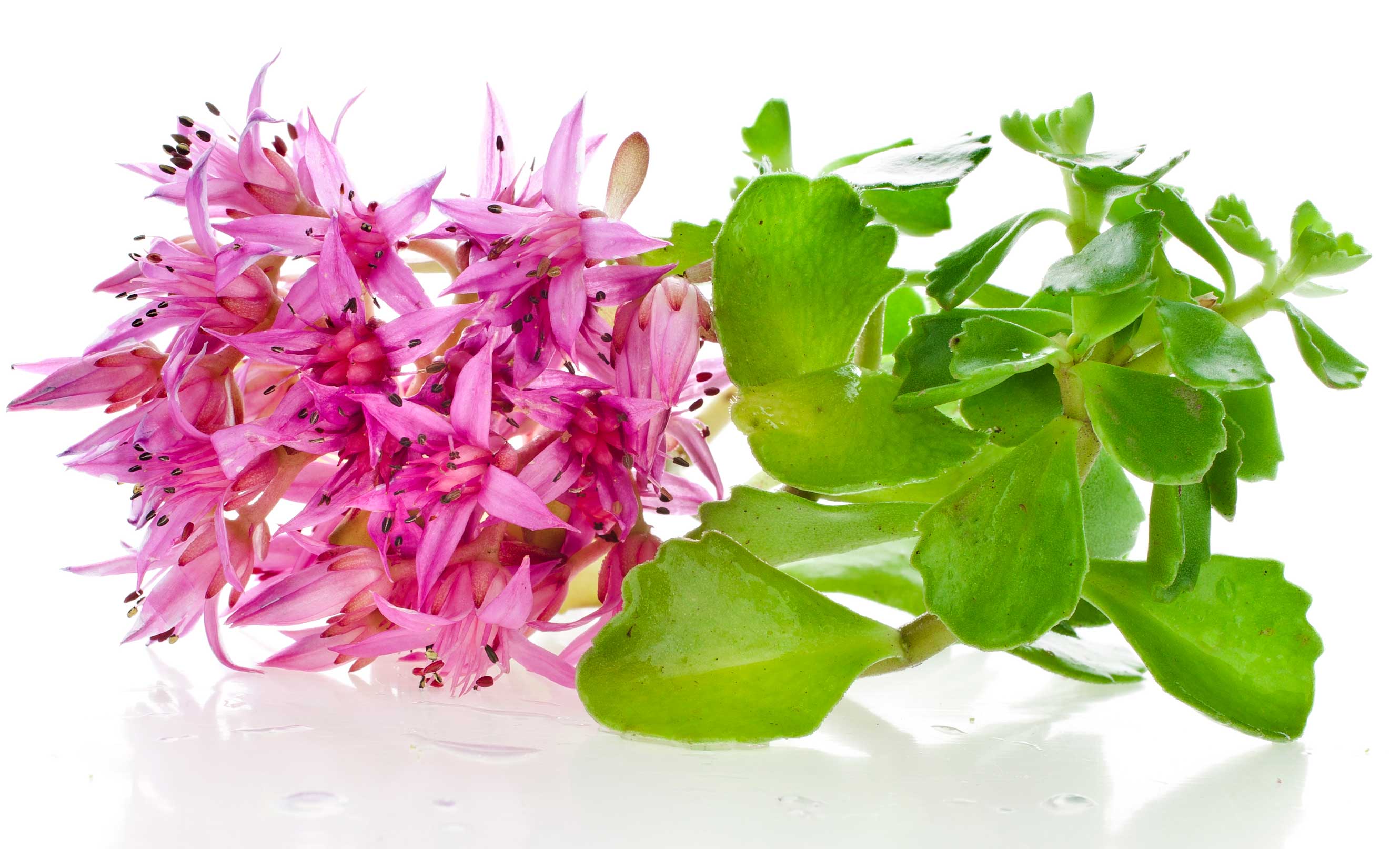 Il sedum, grazie al suo portamento strisciante e tappezzante, si presta a coprire zone incolte del giardino.