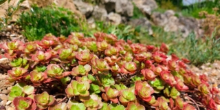 Sedum