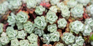 sedum-verde