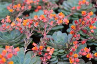 Il sempervivum si può coltivare sia in vaso sia in piena terra. Il sempervivum si può coltivare sia in vaso sia in piena terra.