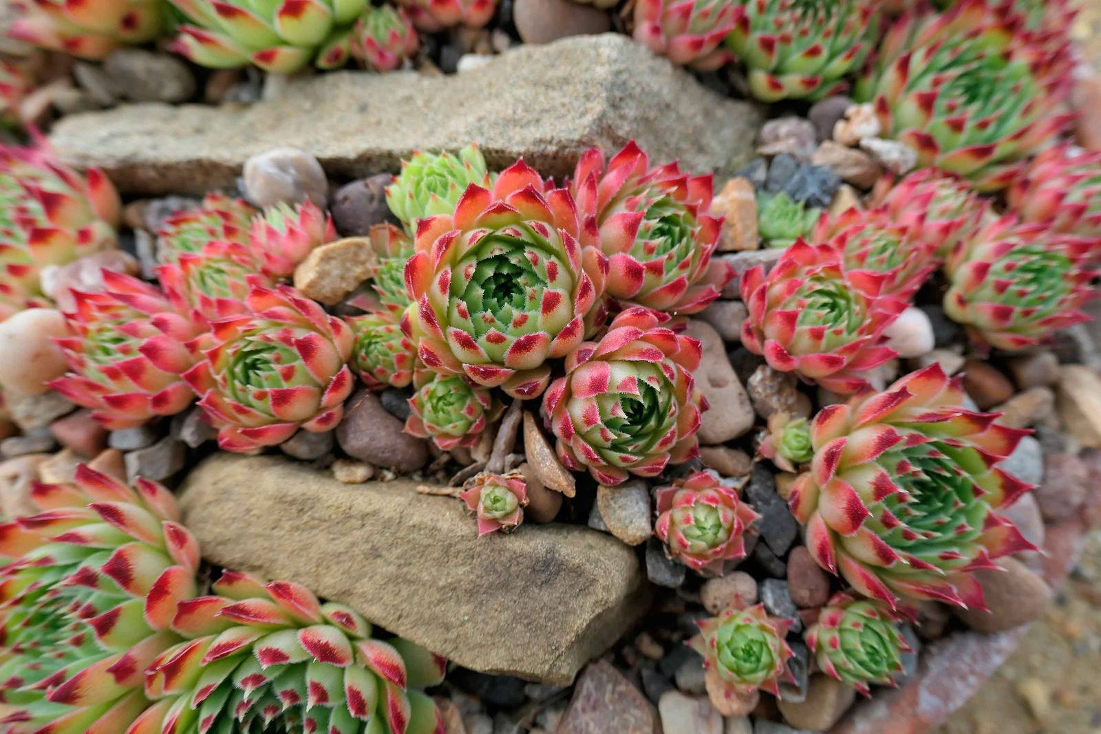 Il sempervivum cresce anche nei giardini rocciosi. Il sempervivum cresce anche nei giardini rocciosi.