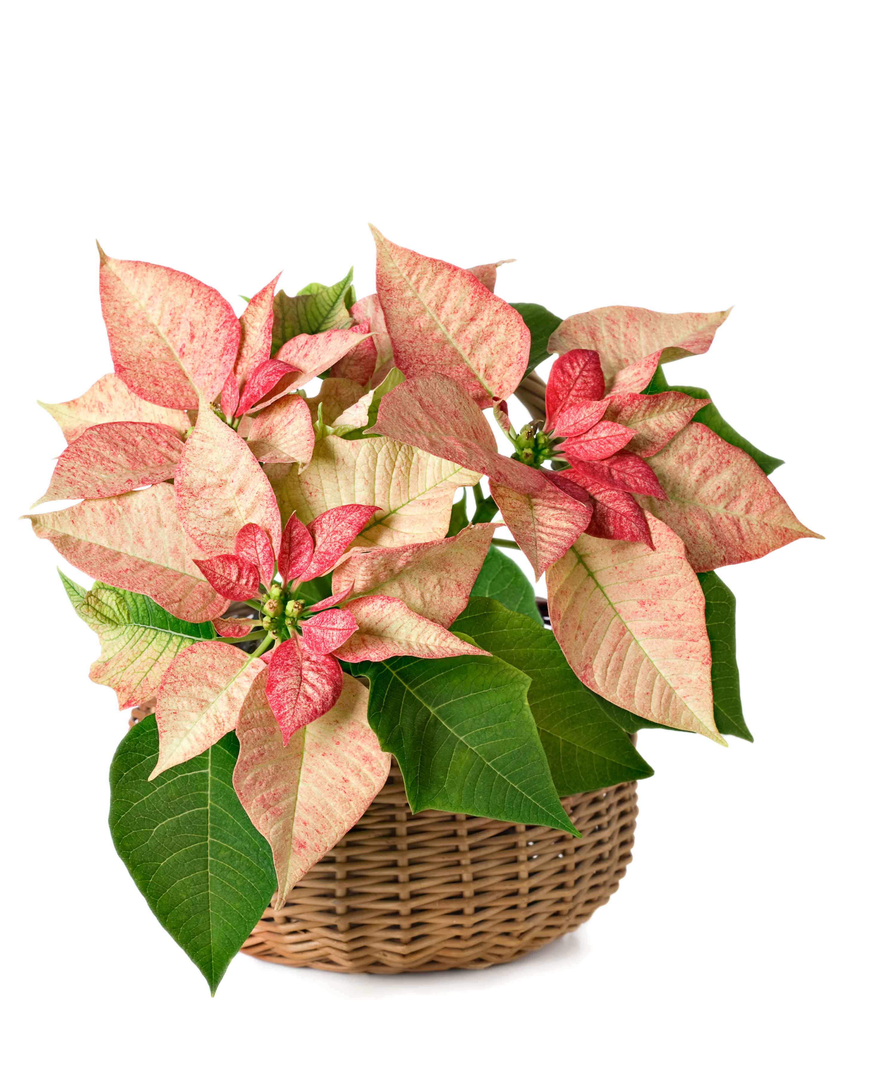 La stella di Natale non è solo rossa: con le brattee rosa variegate è altrettanto affascinante.