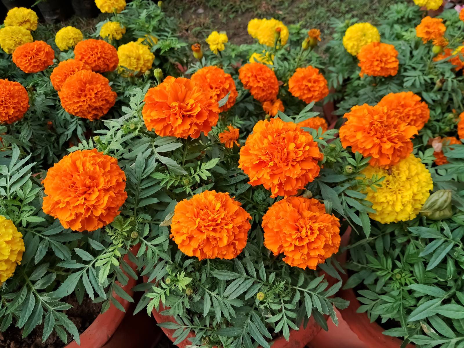 La fioritura dei tagete è piuttosto duratura: comincia all'arrivo della primavera e continua fino all'autunno. La fioritura dei tagete è piuttosto duratura: comincia all'arrivo della primavera e continua fino all'autunno.