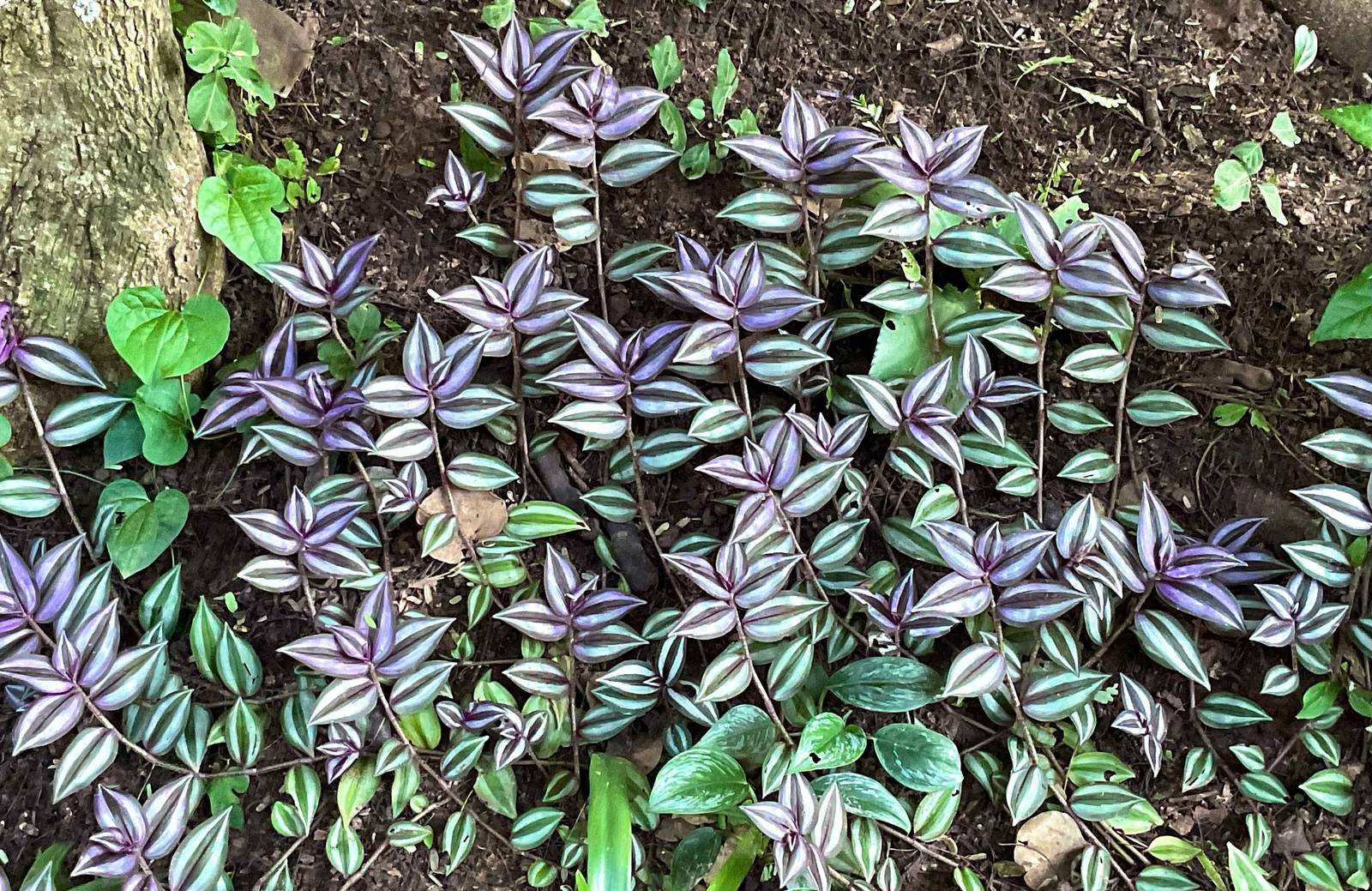 Per via delle particolari esigenze climatico-ambientali che la pianta richiede, tradescantia si può coltivare solo in vaso. Per via delle particolari esigenze climatico-ambientali che la pianta richiede, tradescantia si può coltivare solo in vaso.