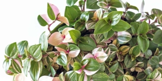 Tradescantia o erba miseria