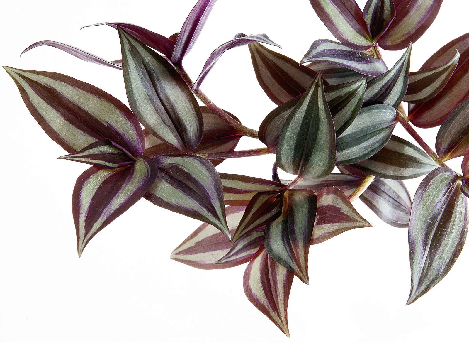 La tradescantia è una pianta da interno. La tradescantia è una pianta da interno.