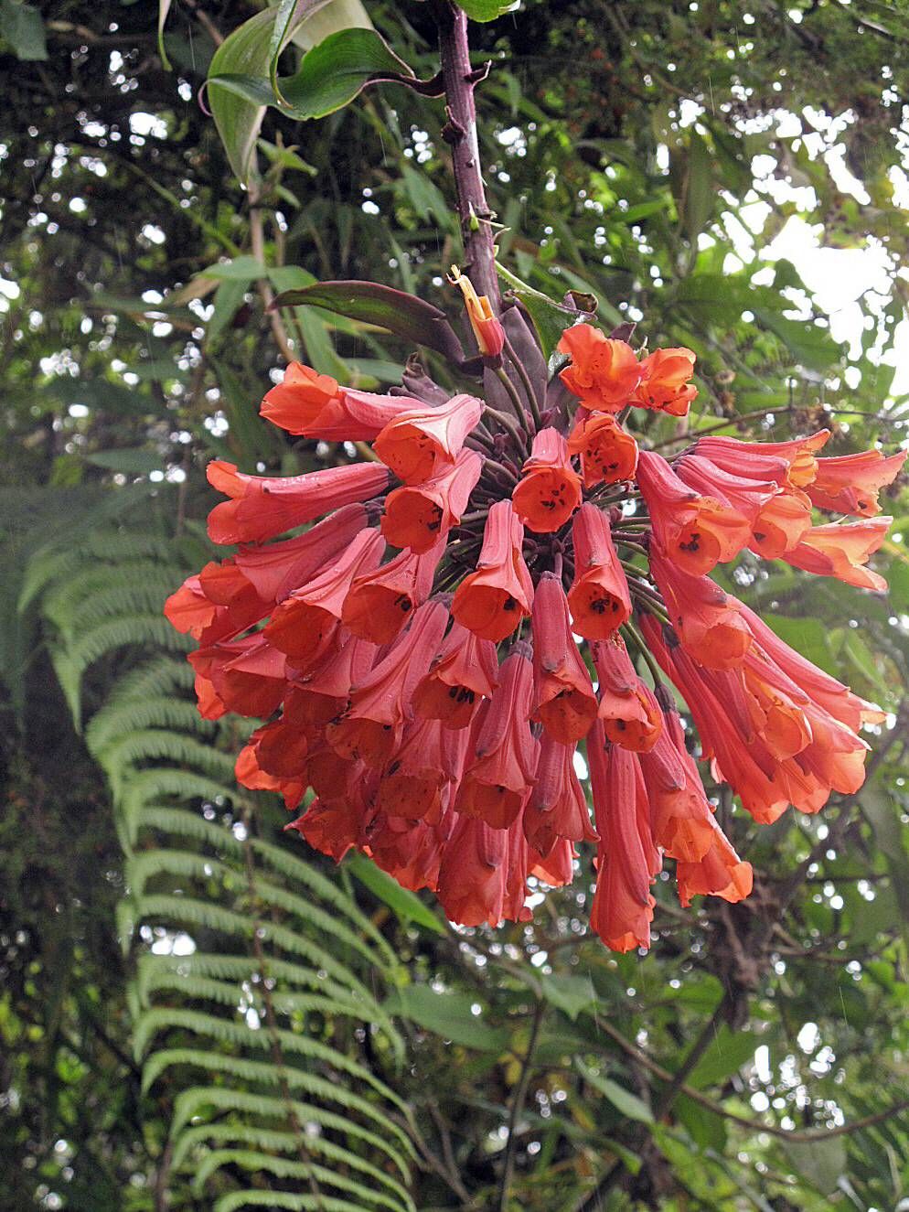 A&M STUDIO CRUG COLOMBIA 002_VERIFICARE A&M STUDIO CRUG COLOMBIA 002_VERIFICARE