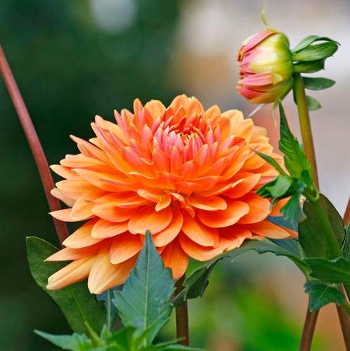 A&M STUDIO DALIE MAGI 001_VERIFICARE A&M STUDIO DALIE MAGI 001_VERIFICARE