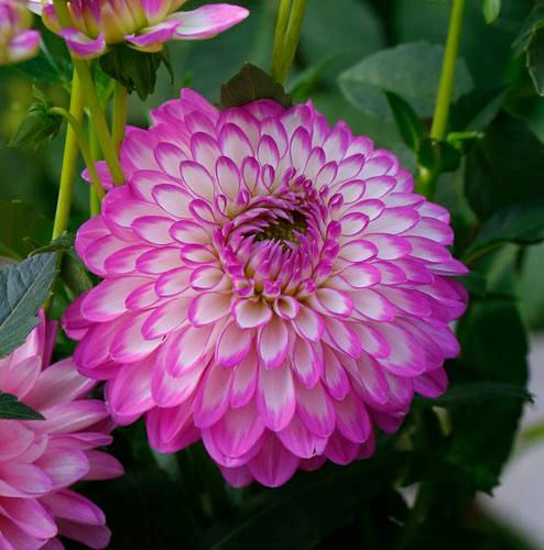 A&M STUDIO DALIE MAGI 003_VERIFICARE A&M STUDIO DALIE MAGI 003_VERIFICARE