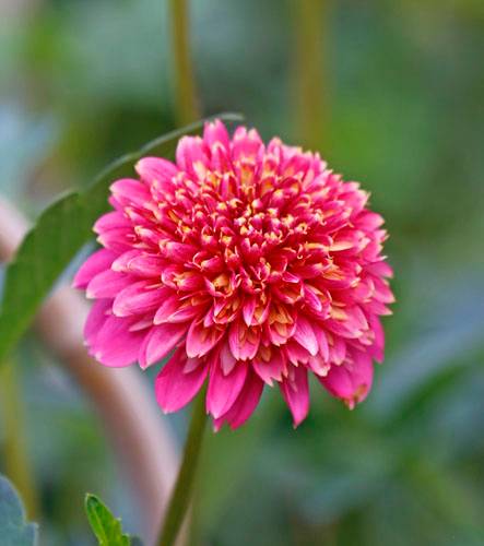 A&M STUDIO DALIE MAGI 005_VERIFICARE A&M STUDIO DALIE MAGI 005_VERIFICARE