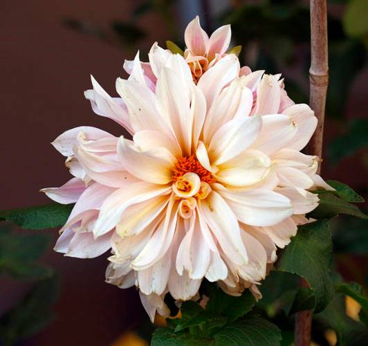 A&M STUDIO DALIE MAGI 006_VERIFICARE A&M STUDIO DALIE MAGI 006_VERIFICARE