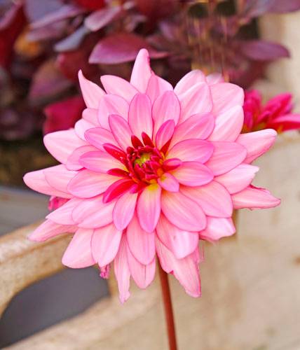 A&M STUDIO DALIE MAGI 008_VERIFICARE A&M STUDIO DALIE MAGI 008_VERIFICARE