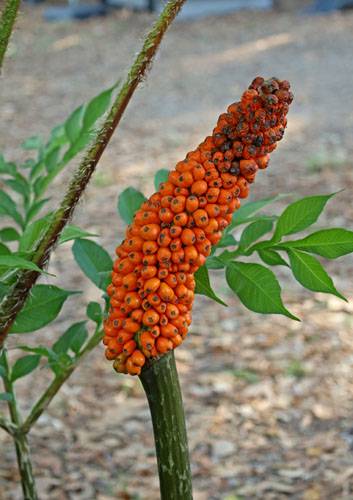 POST PIANTE MRABILIA 006_VERIFICARE POST PIANTE MRABILIA 006_VERIFICARE