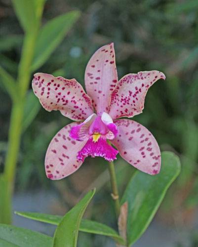 POST PIANTE MRABILIA 007_VERIFICARE POST PIANTE MRABILIA 007_VERIFICARE