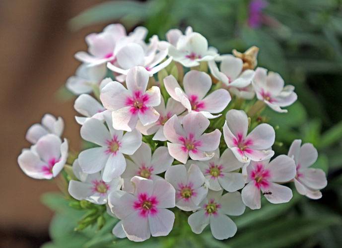 POST PIANTE MRABILIA 011_VERIFICARE POST PIANTE MRABILIA 011_VERIFICARE