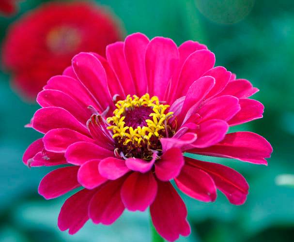 POST PIANTE MRABILIA 018_VERIFICARE POST PIANTE MRABILIA 018_VERIFICARE