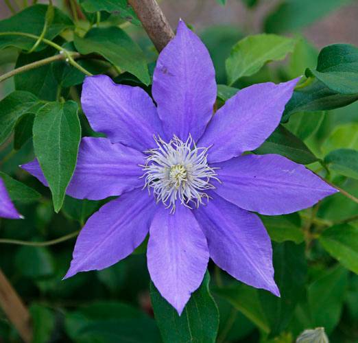 POST PIANTE MRABILIA 021_VERIFICARE POST PIANTE MRABILIA 021_VERIFICARE