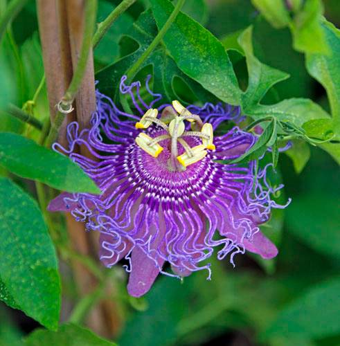 POST PIANTE MRABILIA 022_VERIFICARE POST PIANTE MRABILIA 022_VERIFICARE