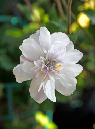 POST PIANTE MRABILIA 026_VERIFICARE POST PIANTE MRABILIA 026_VERIFICARE