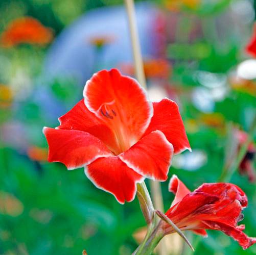 POST PIANTE MRABILIA 027_VERIFICARE POST PIANTE MRABILIA 027_VERIFICARE