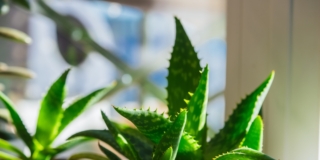 Aloe vera in vaso Aloe vera in vaso