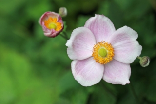 Pink Japanese Anemone Pink Japanese Anemone