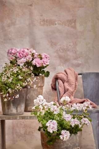 Terrazzo, balcone o giardino Terrazzo, balcone o giardino