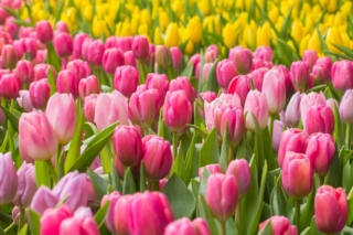 Il tulipano è il fiore perfetto per creare incantevoli aiuole colorate in giardino.