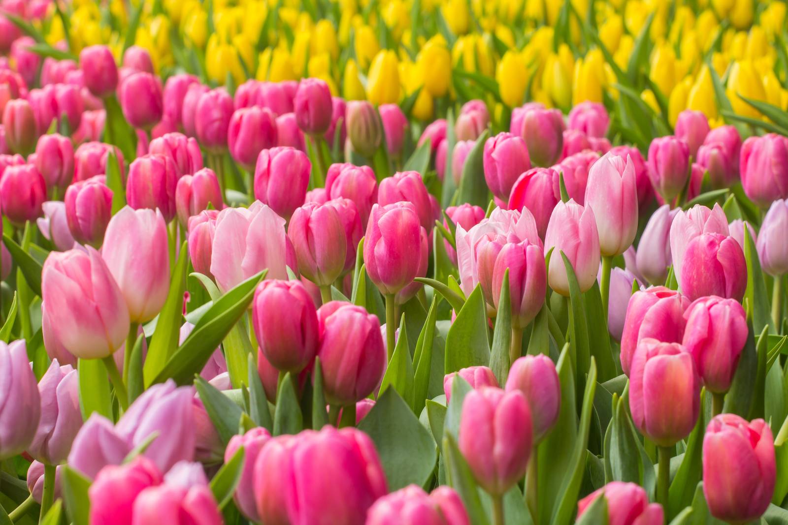 Il tulipano è il fiore perfetto per creare incantevoli aiuole colorate in giardino.
