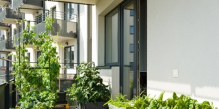 orto in balcone a settembre