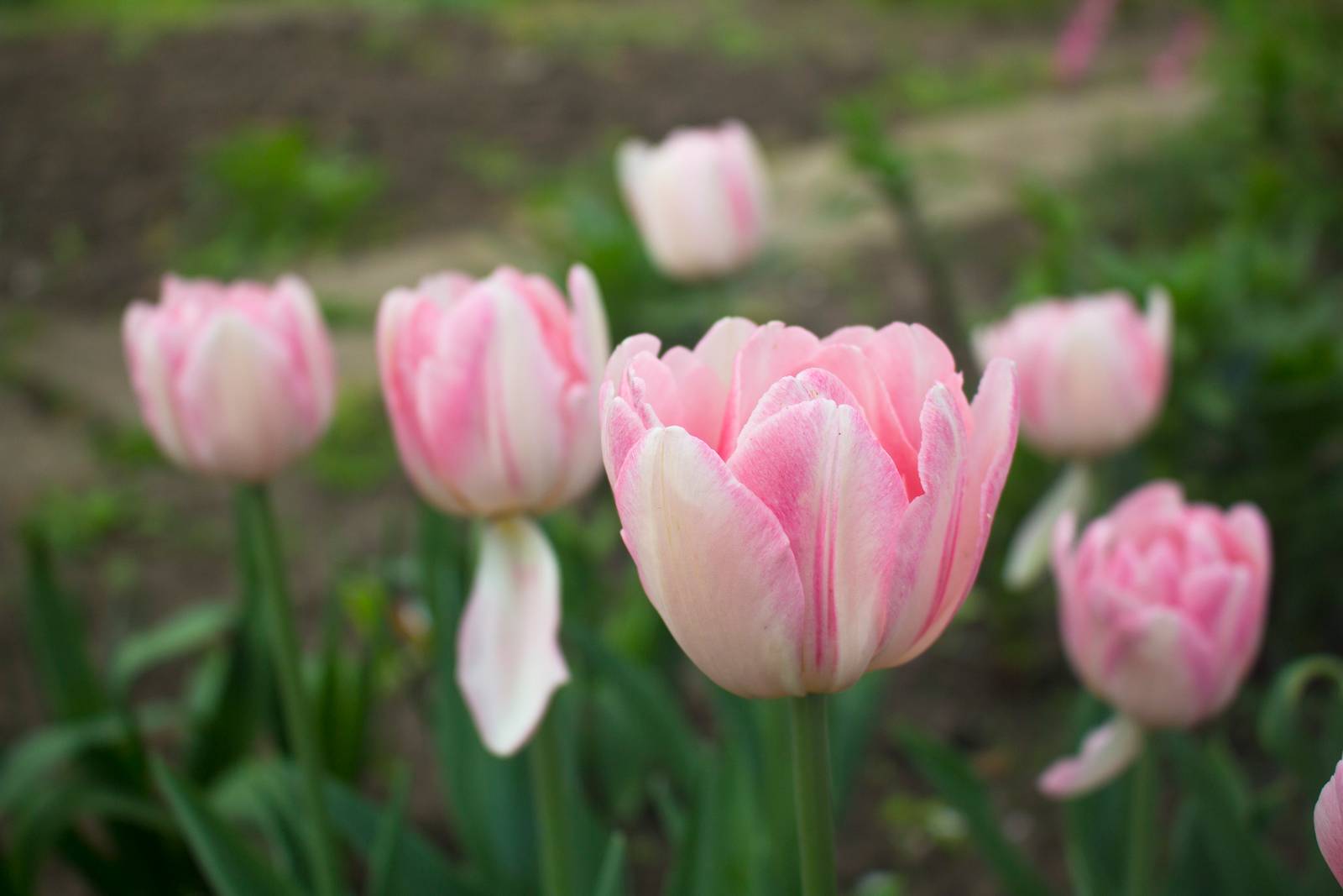 Il tulipano preferisce terreni ben drenati e ricchi di sostanze nutritive.