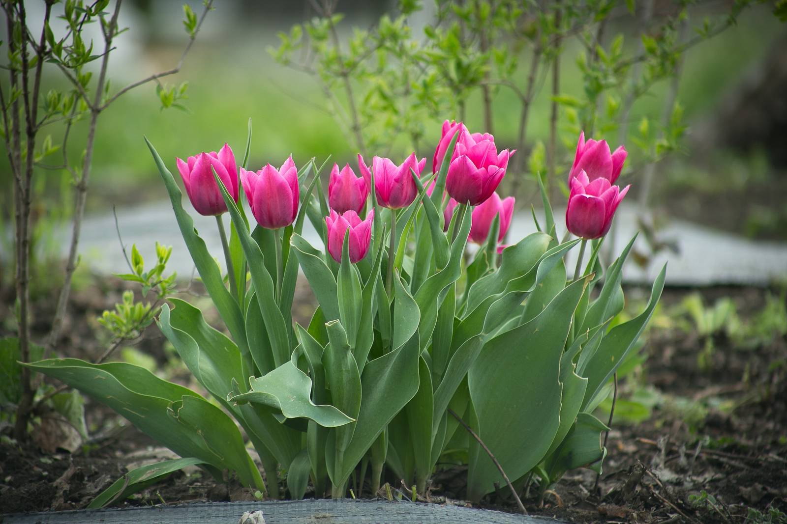 Il tulipano può crescere con successo sia in vaso sul balcone, sia in giardino.