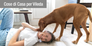 vileda pet