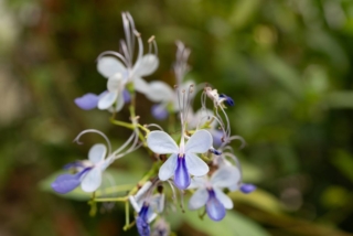 Clerodendrum myricoides Clerodendrum myricoides