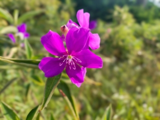 Tibouchina semidecandra Tibouchina semidecandra