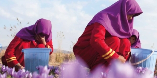 Tisana allo Zafferano Il fiore di Herat di Pompadour