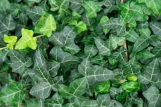 English,Ivy,(hedera,Helix),Is,A,Climbing,Plant,Widely,Used