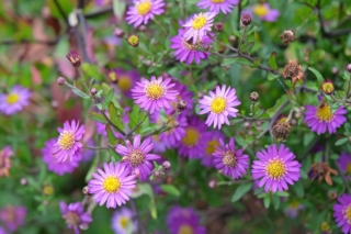 Aster-ageratoides-Ezo-Murasaki Aster-ageratoides-Ezo-Murasaki