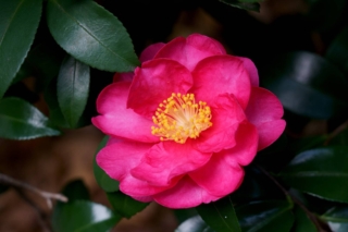 Camelia Sasanqua Camelia Sasanqua