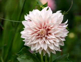 Dahlia Cafe Au Lait Dahlia Cafe Au Lait