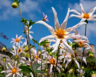 Dahlia Honka Dahlia Honka