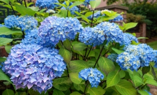 Hydrangea macrophylla Enziandom Hydrangea macrophylla Enziandom
