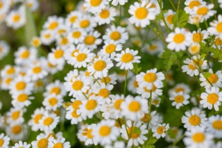 Tanacetum parthenium Tanacetum parthenium