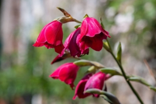 Gladiolo papilio Ruby Gladiolo papilio Ruby